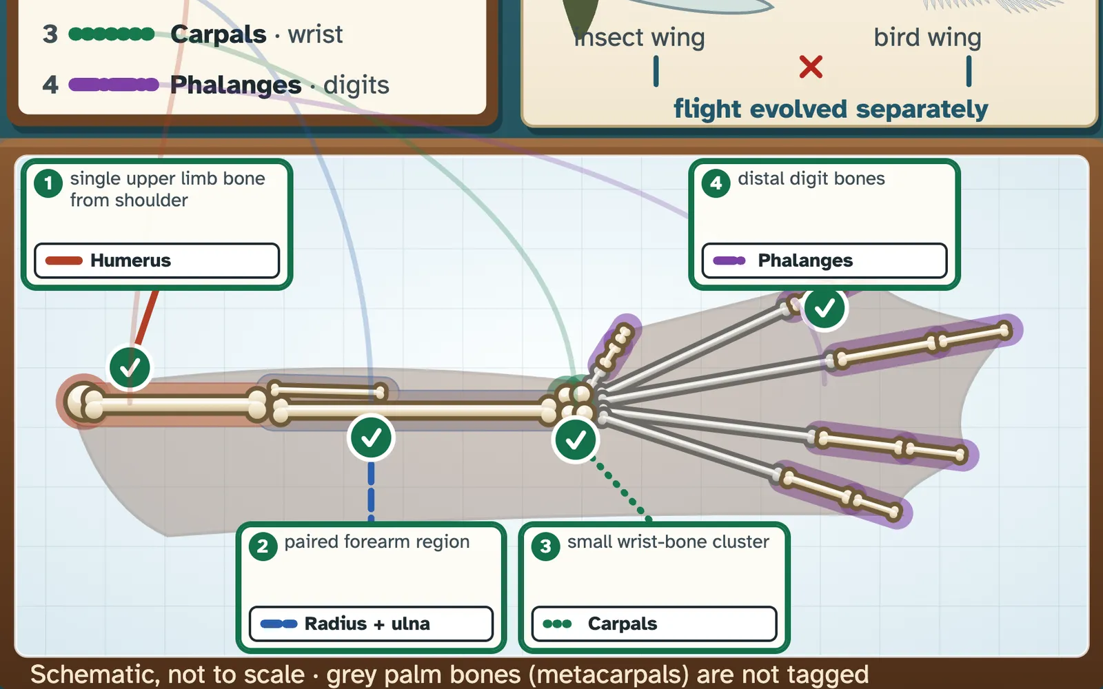 Bone Matcher screenshot