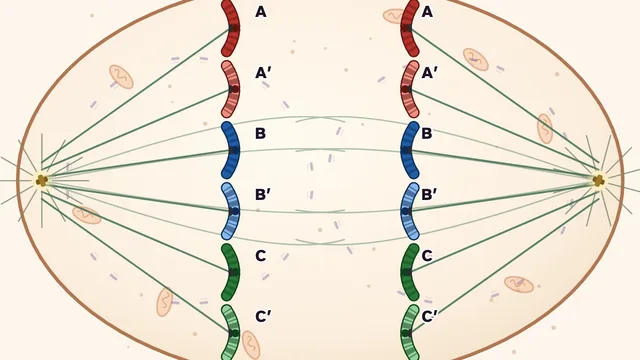 Chromosome Choreographer screenshot