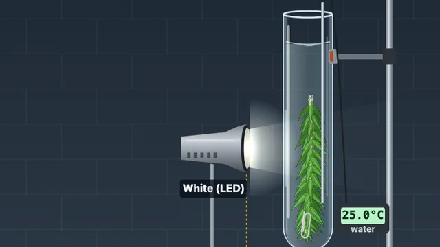 Bubble Lab: Elodea Photosynthesis screenshot