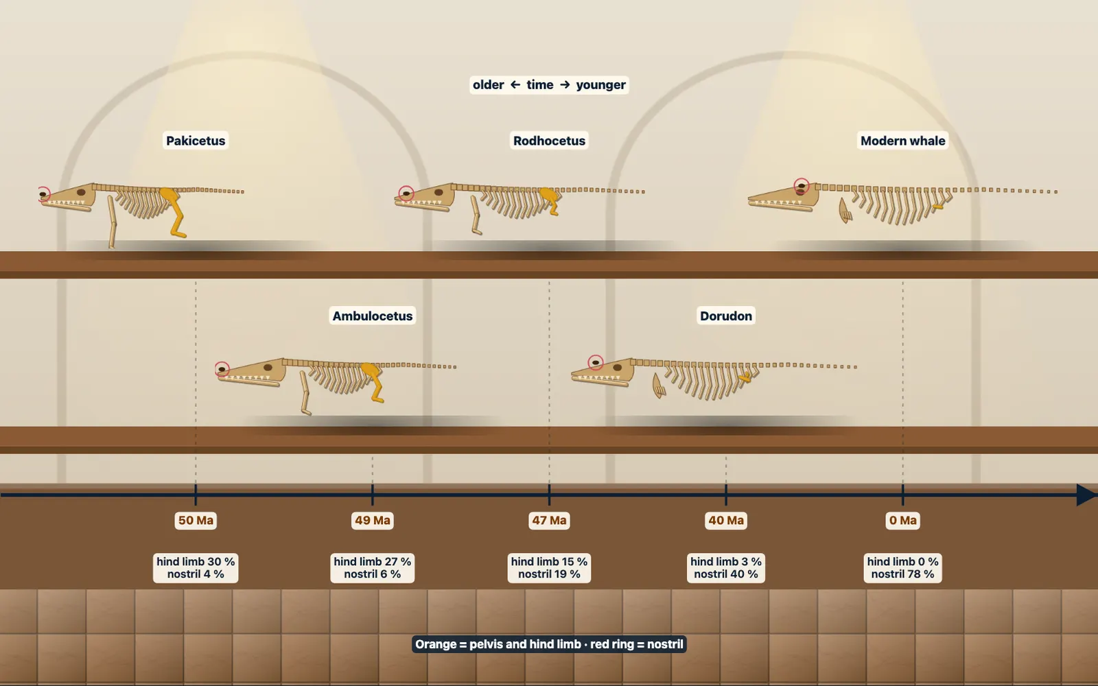 Evidence of Evolution Lab screenshot