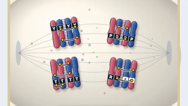 Meiosis & Inheritance Lab screenshot