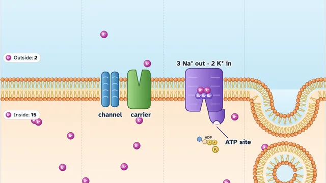 Membrane Bouncer screenshot
