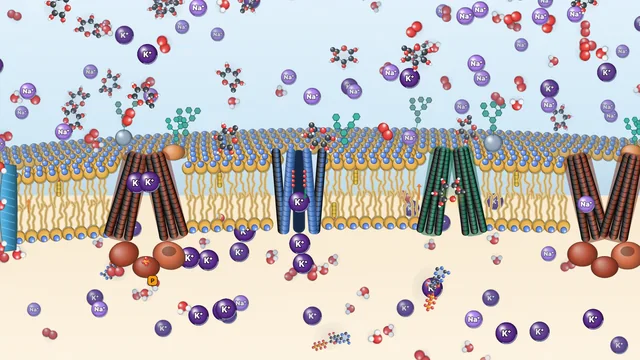 Membrane Transport & Osmosis Lab screenshot