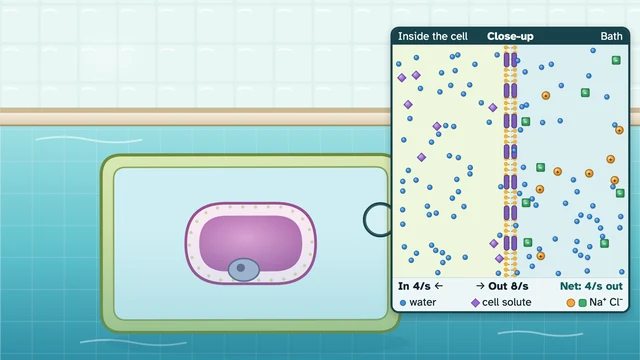 Osmosis Spa screenshot