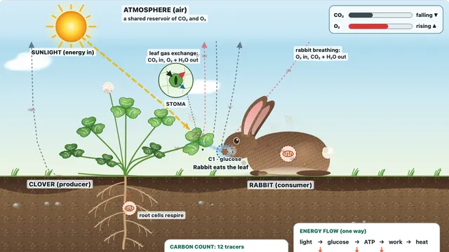 Biocycles – Photosynthesis and Respiration screenshot